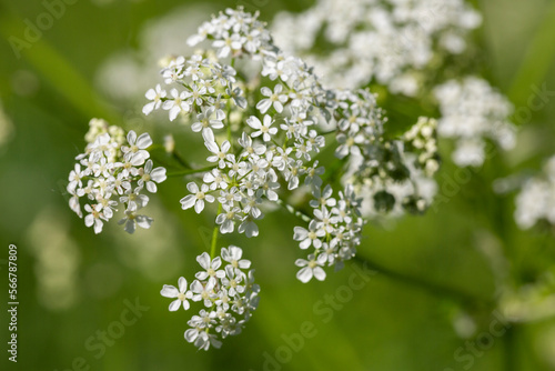 Common yarrow Achillea millefolium white flowers close up, floral background green leaves. photo