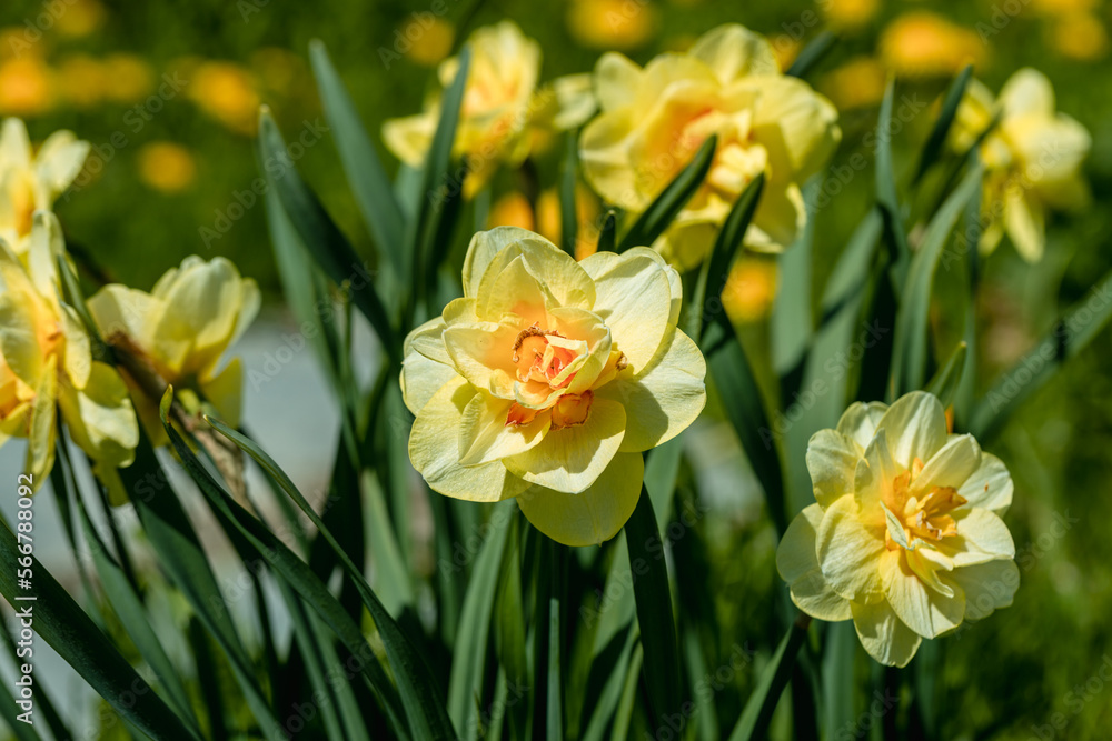 Yellow double narcissus Tahiti blooms in the garden Yellow double narcissus Tahiti blooms in the garden