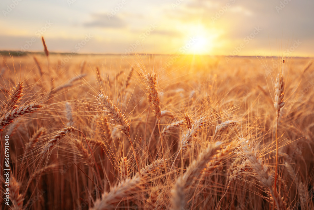 Beautiful sunset over golden wheat summer field with focus on the foreground. Magnificent sky and ripe wheat ears on dusk scenery. Beautiful sunset over golden wheat summer field with focus on the foreground. Magnificent sky and ripe wheat ears on dusk scenery.