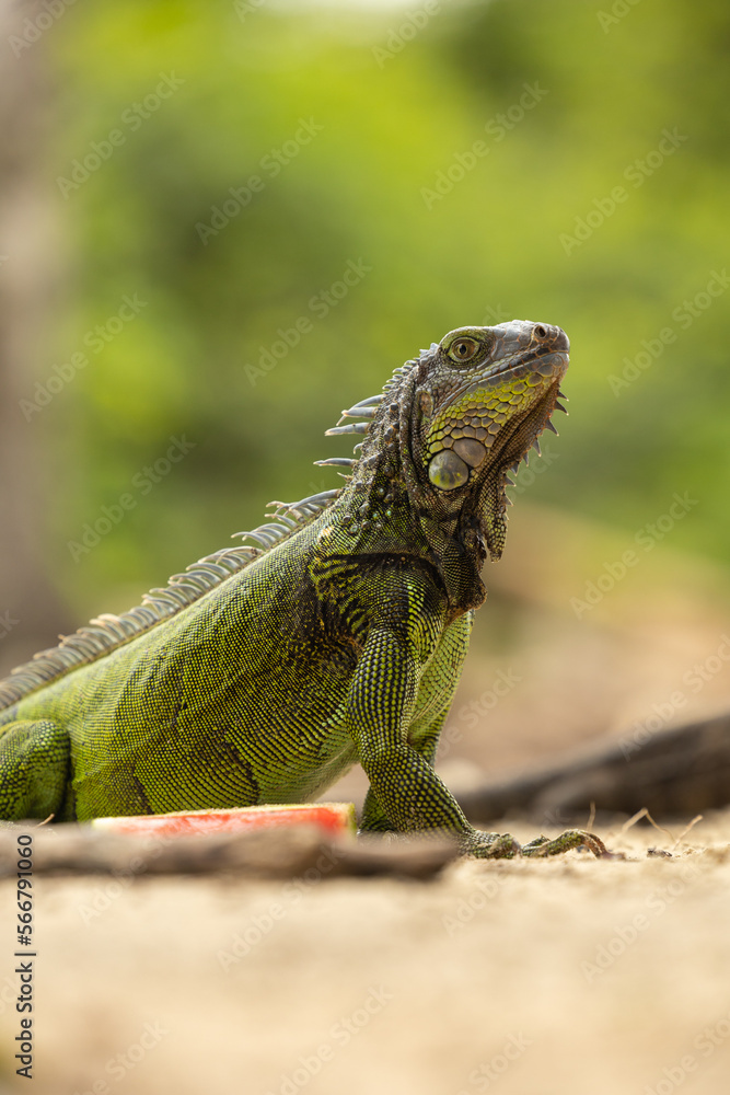 Obraz premium iguanas en la playa