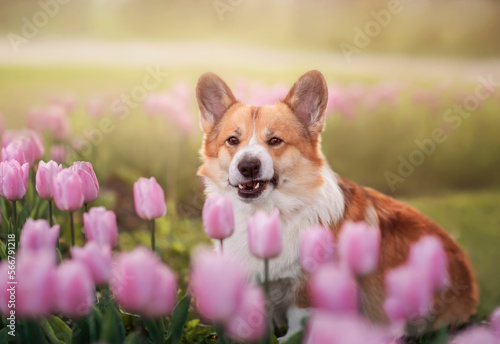 cute corgi dog puppy sits among bright pink tulip buds on a sunny spring day day