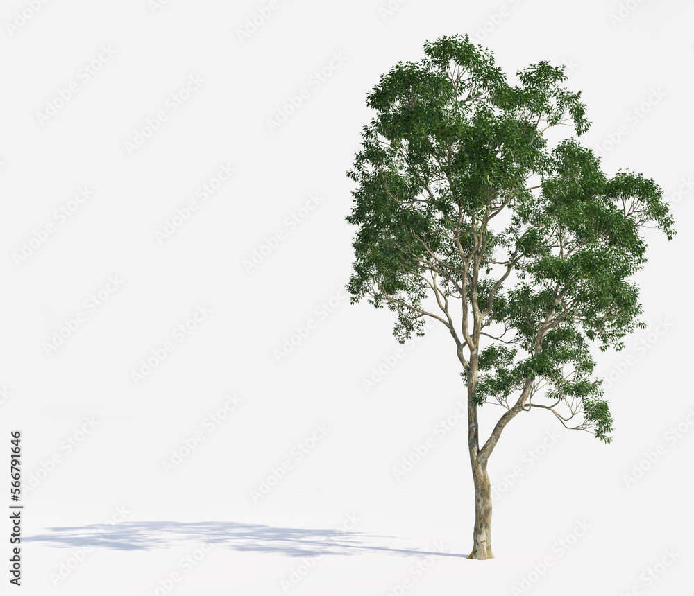 Obraz premium High Quality 3D Green Trees Isolated on white background, Use for visualization in graphic design