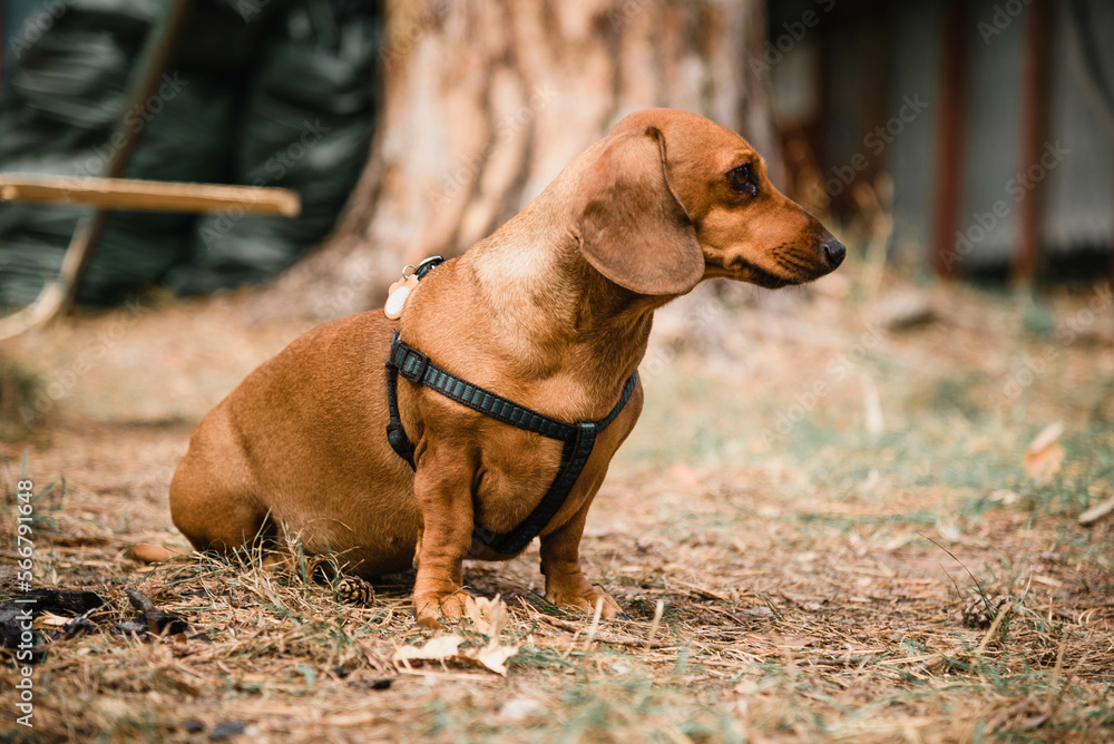 Dachshund dog in a collar for a walk in the park. Brown dachshund dog for a walk. 