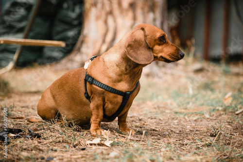 Dachshund dog in a collar for a walk in the park. Brown dachshund dog for a walk. 