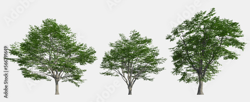 Set of 3D European Beech isolated on white background, Use for visualization in graphic design photo