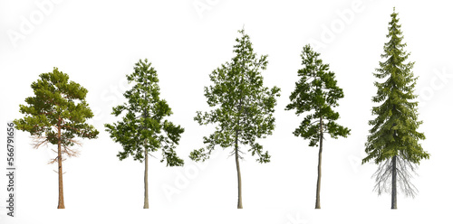 Set of 3D  Pine tree isolated on white background , Use for visualization in graphic design © Monika
