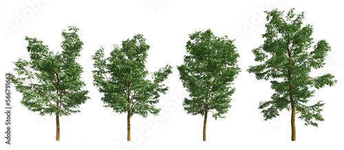 Set of 3D  Black Locust tree isolated on white background   Use for visualization in graphic design