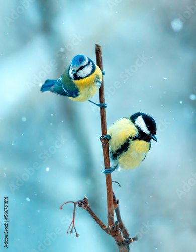 two beautiful bright birds tit and lapis lazuli are sitting on a branch in th...