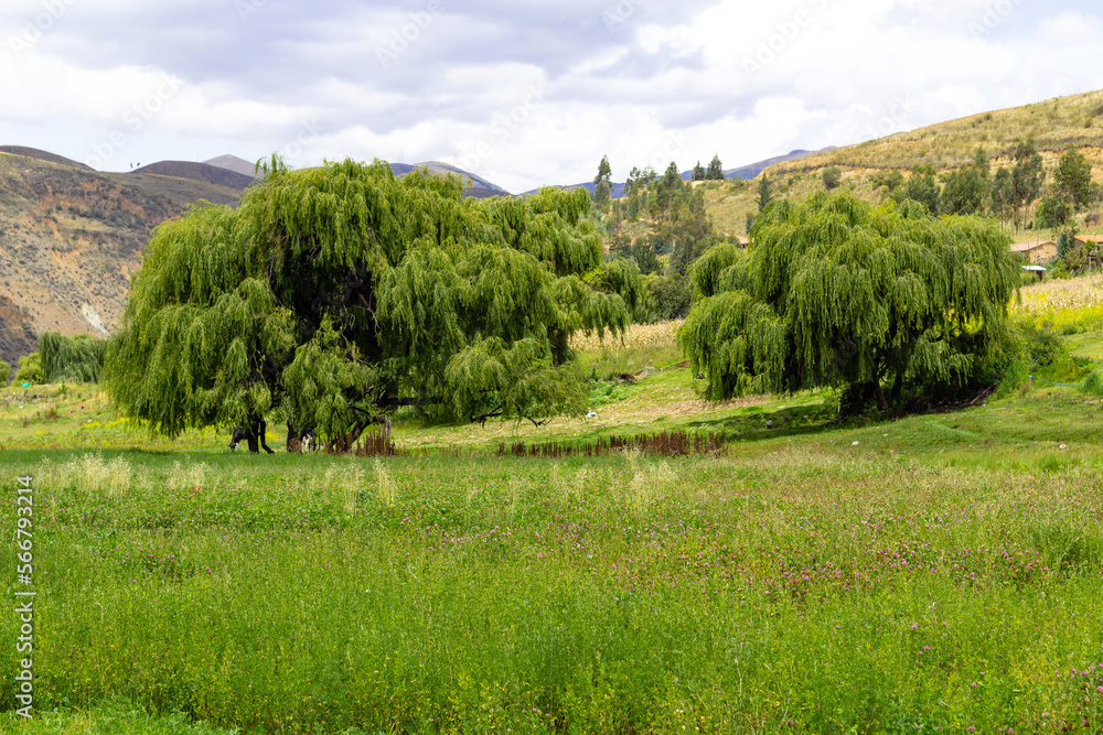 Paisaje verde de árboles de sauces llorones y pasto, de fondo pinos y