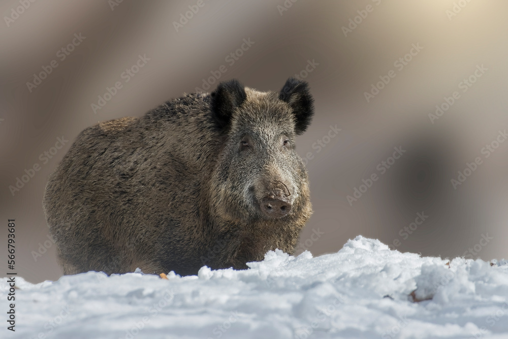 Huge wild boar (Sus scrofa) standing in the snow on a winter morning in the Italian Alps.