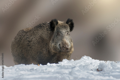 Obraz na płótnie Huge wild boar (Sus scrofa) standing in the snow on a winter morning in the Italian Alps. w salonie