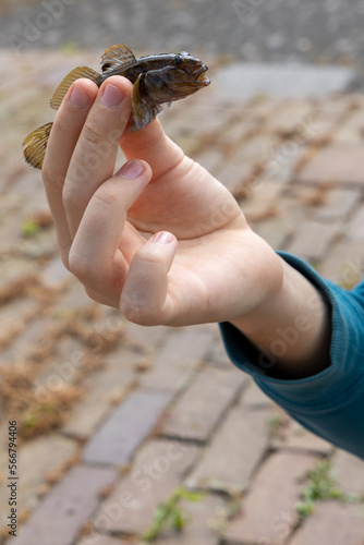 A boy is holding a goby fish