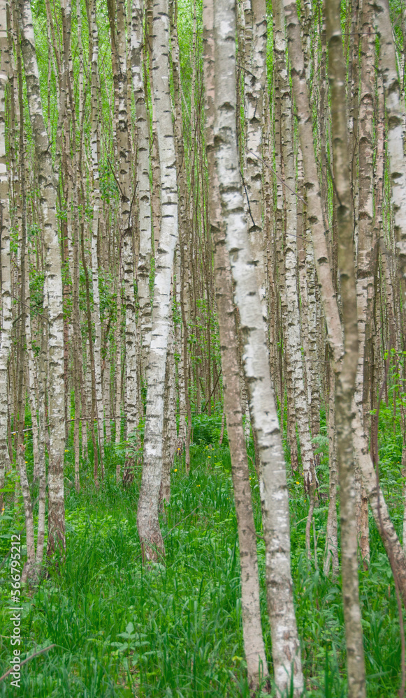 Birches Birches