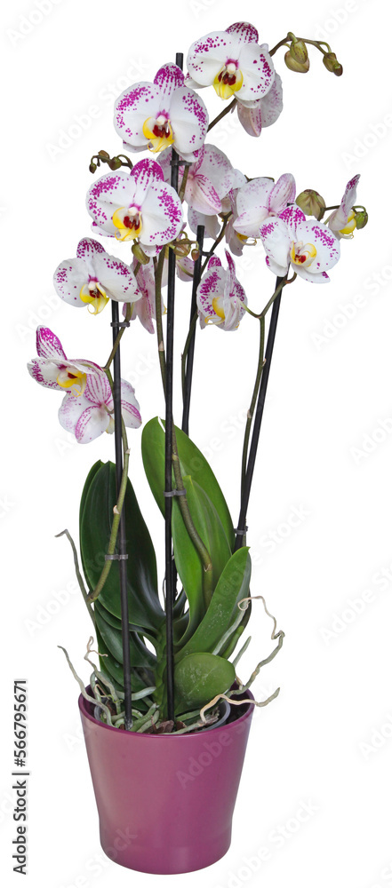 Orchidée Phalaenopsis 4 branches