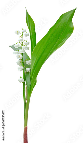 Brin de muguet avec feuille