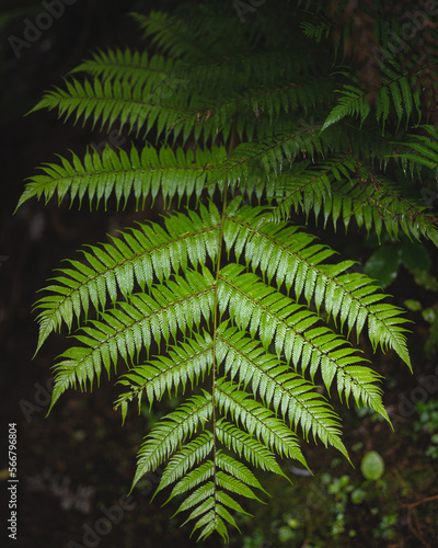 Silver Fern in a rainforest in New Zealand