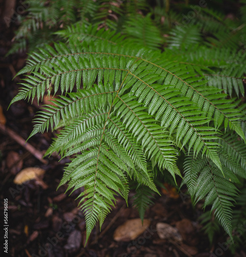 Silver Fern in a rainforest in New Zealand