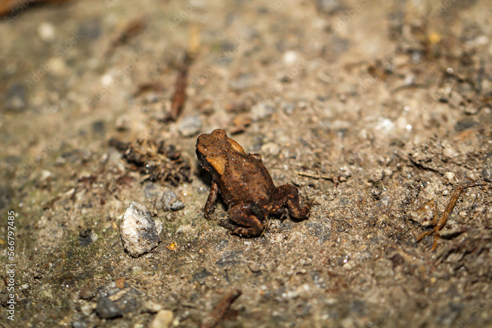 Eine noch sehr junge Erdkröte, eine Bufo Bufo in einem feuchten Graben. Eine noch sehr junge Erdkröte, eine Bufo Bufo in einem feuchten Graben.