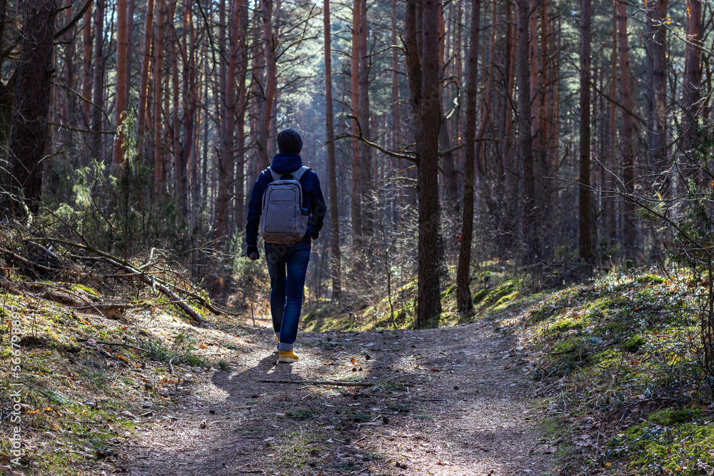 one man walks in a pine forest in the spring during the cold season one man walks in a pine forest in the spring during the cold season