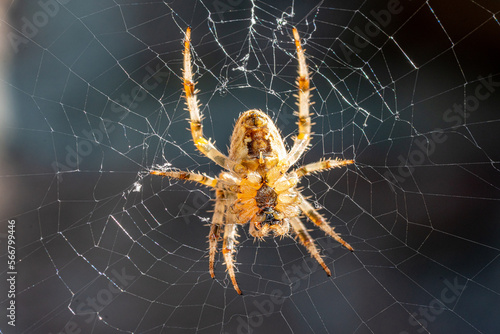 A spider weaving its web in the garden