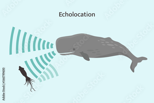Whale echolocation infographic. Sperm whale using biosonar to locate prey.