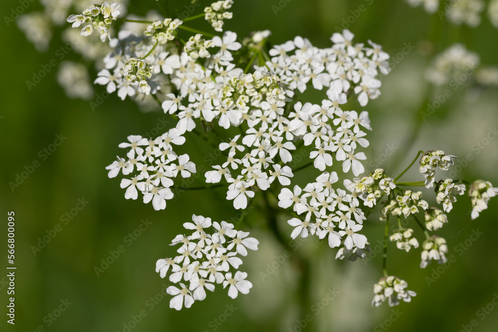 Common yarrow Achillea millefolium white flowers close up, floral background green leaves. Common yarrow Achillea millefolium white flowers close up, floral background green leaves.