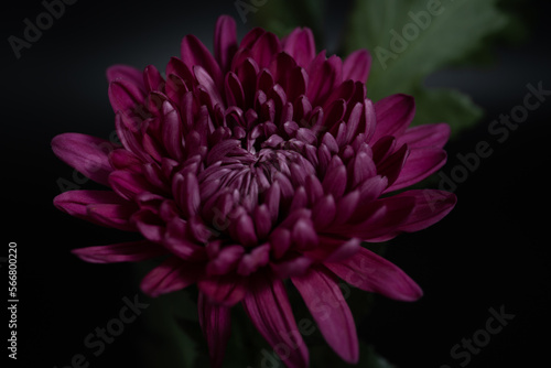 Macro photography chrysanthemum