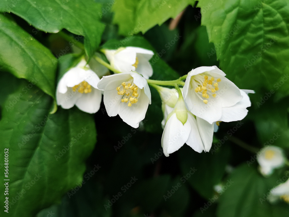 Flowers of Philadelphus coronarius (sweet mock orange, English dogwood) Beautiful blooming Flowers of Philadelphus coronarius (sweet mock orange, English dogwood) Beautiful blooming