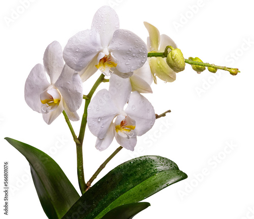 PNG  A branch of a white orchid with flowers and buds 