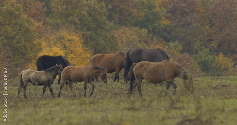 Hucul ponies also known as Carpathian horses grazing in a green meadow in Hungary Hucul ponies also known as Carpathian horses grazing in a green meadow in Hungary