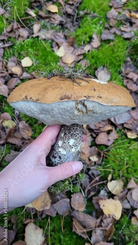 Mushroom in hand. Leccinum mushroom