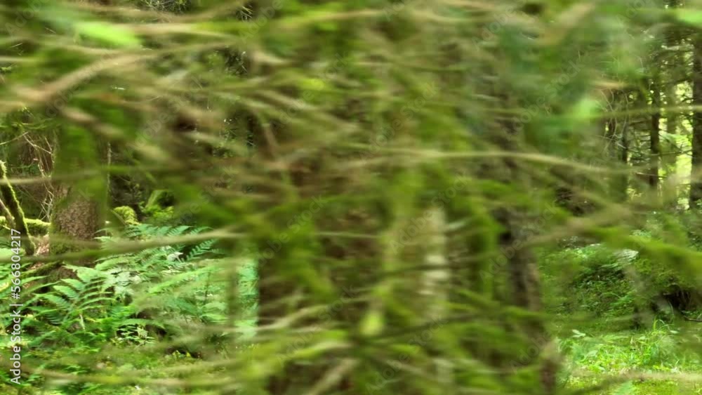 One Female person doing tai chi training activity in peaceful nature woodland environment One Female person doing tai chi training activity in peaceful nature woodland environment