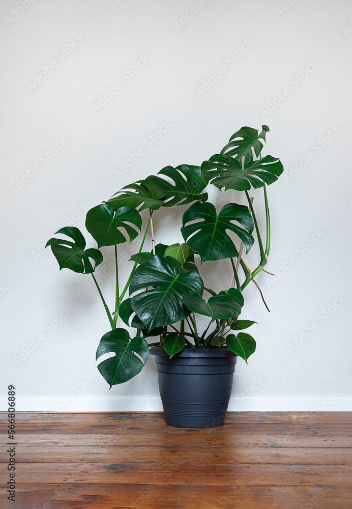 Swiss Cheese Plant or Monstera deliciosa in a gray flower pot on the light background, home gardening and minimalism