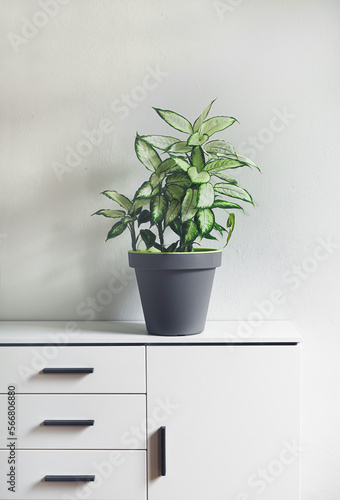 Dumb cane plant or Dieffenbachia in a gray flower pot on a white furniture in a room, minimalism and scandinavian style