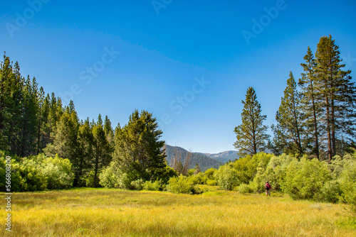 Lake Tahoe Meadows in Summer