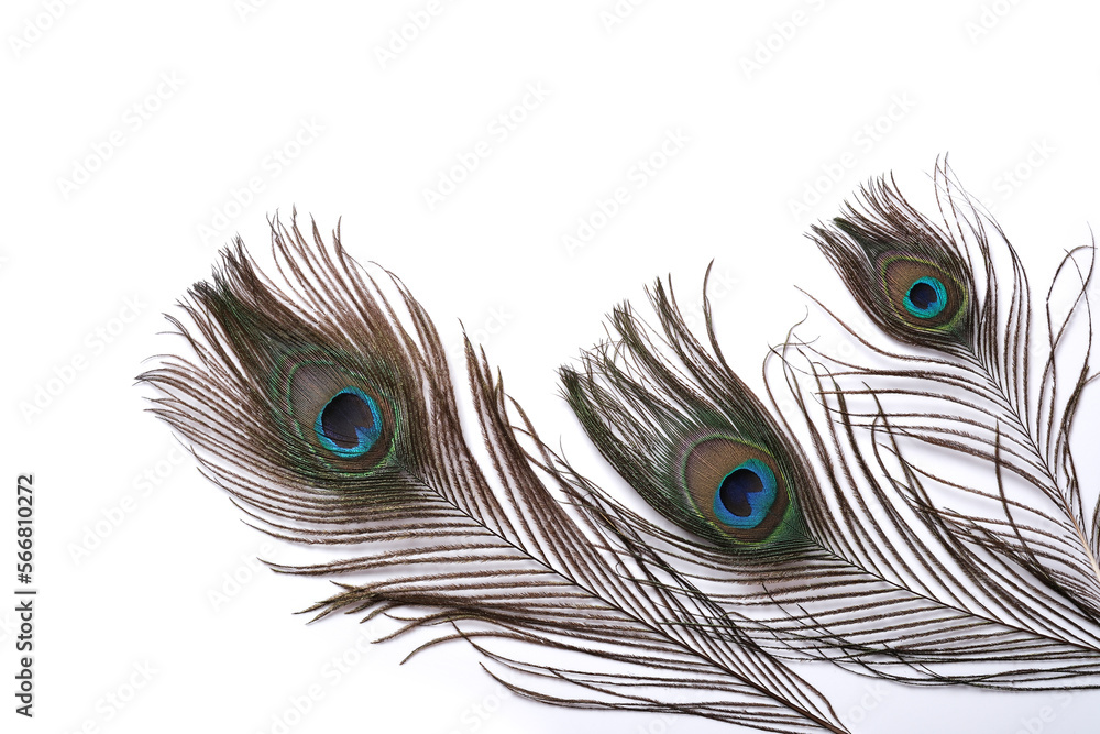 Obraz premium peacock feather isolated on white