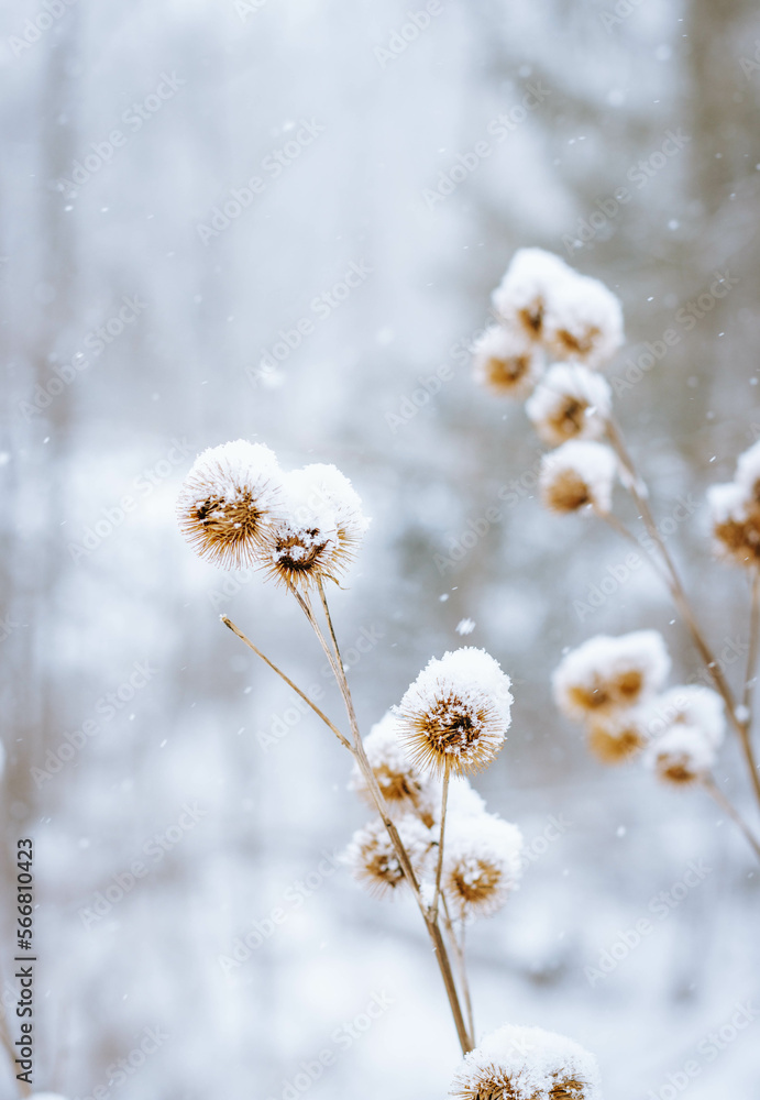 snow covered burdocks