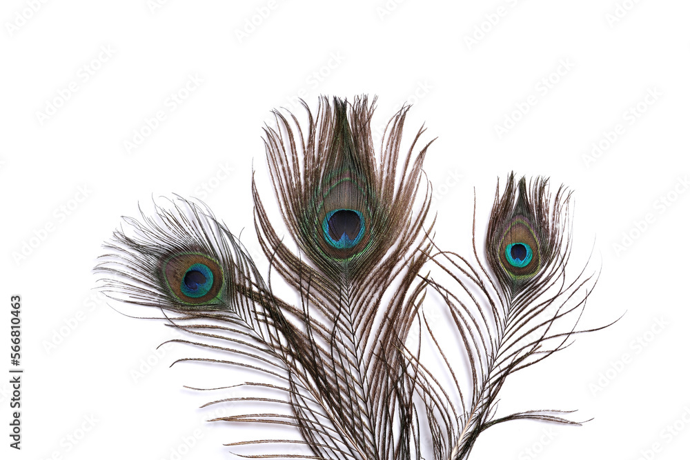 Fototapeta premium peacock feather isolated on white