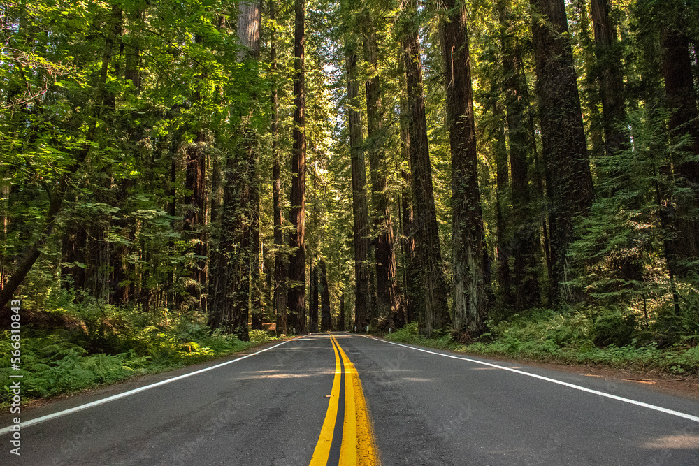 Legend of the Giants - Redwood Lined Road in California