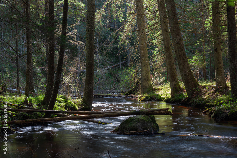 Naklejka premium A small forest stream with sandstone outcrops