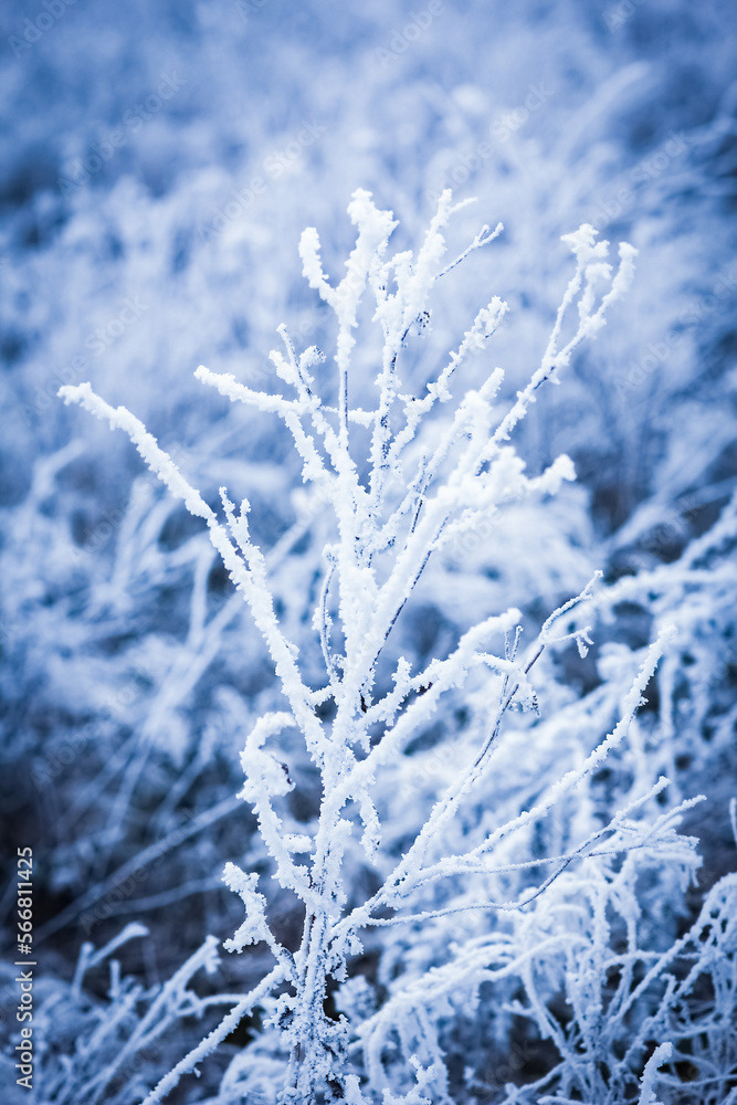 A Beautiful winter background on nature in travel park A Beautiful winter background on nature in travel park