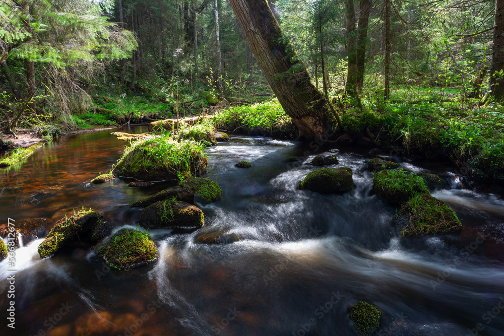 Fototapeta premium A small forest stream with sandstone outcrops, ligatne