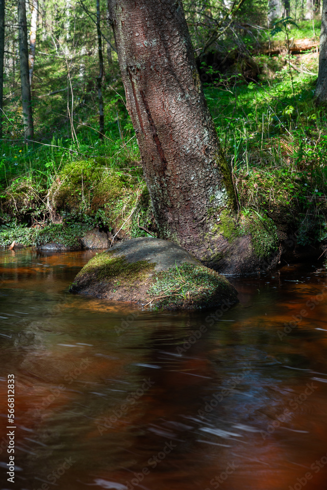 A small forest stream with sandstone outcrops, ligatne A small forest stream with sandstone outcrops, ligatne