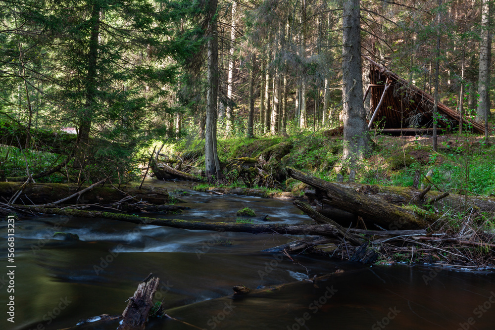 A small forest river flowing through a spruce forest A small forest river flowing through a spruce forest