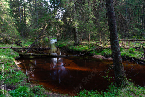 A small forest river flowing through a spruce forest