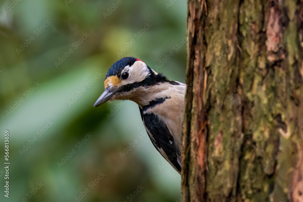 great spotted woodpecker great spotted woodpecker