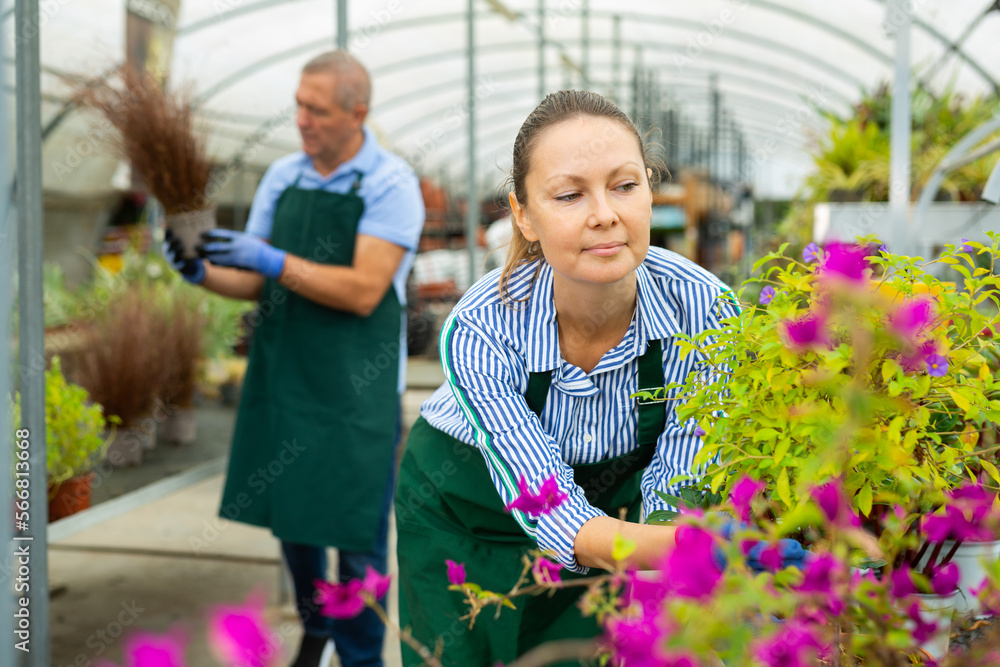 Positive female florist caring about Petunia plants during work in greenhouse