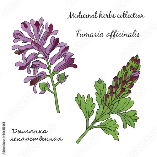 vector illustration with fumaria officinalis 2