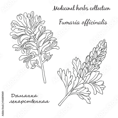 vector illustration with fumaria officinalis 2