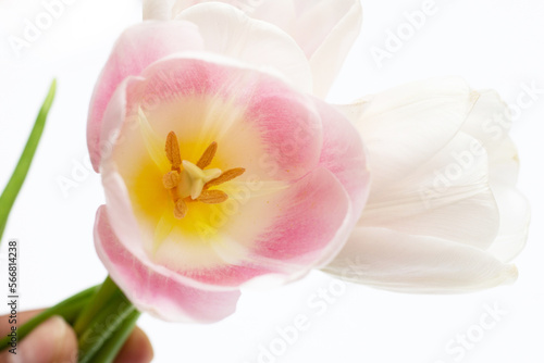 White pink tulips on white background.